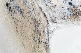 Best Black Mold Removal  in Sacramento, CA